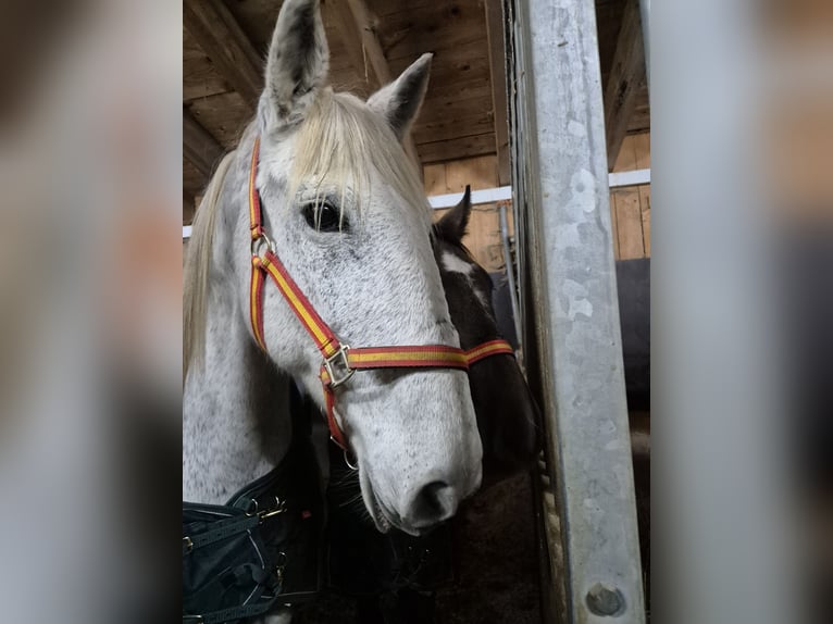 Más ponis/caballos pequeños Yegua 18 años 150 cm Tordo in Wackersberg