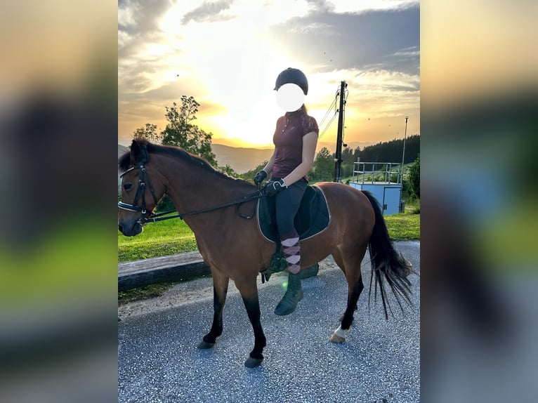 Más ponis/caballos pequeños Yegua 19 años 135 cm Castaño in Stromberg