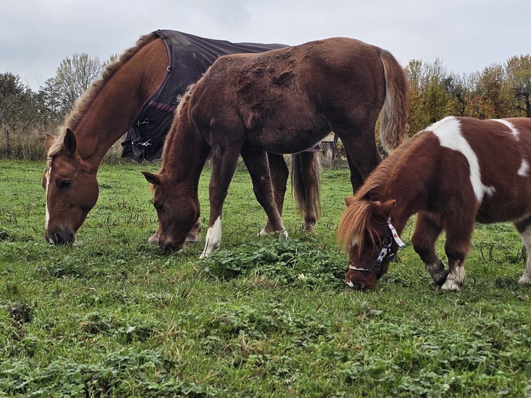 Más ponis/caballos pequeños Mestizo Yegua 1 año 112 cm Alazán-tostado in Goes