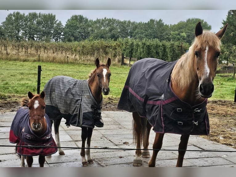 Más ponis/caballos pequeños Mestizo Yegua 1 año 112 cm Alazán-tostado in Goes