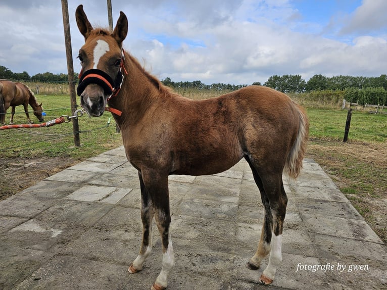 Más ponis/caballos pequeños Mestizo Yegua 1 año 112 cm Alazán-tostado in Goes