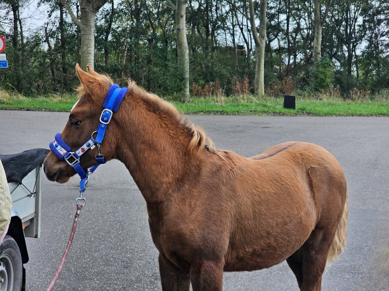 Más ponis/caballos pequeños Mestizo Yegua 1 año 112 cm Alazán-tostado in Goes