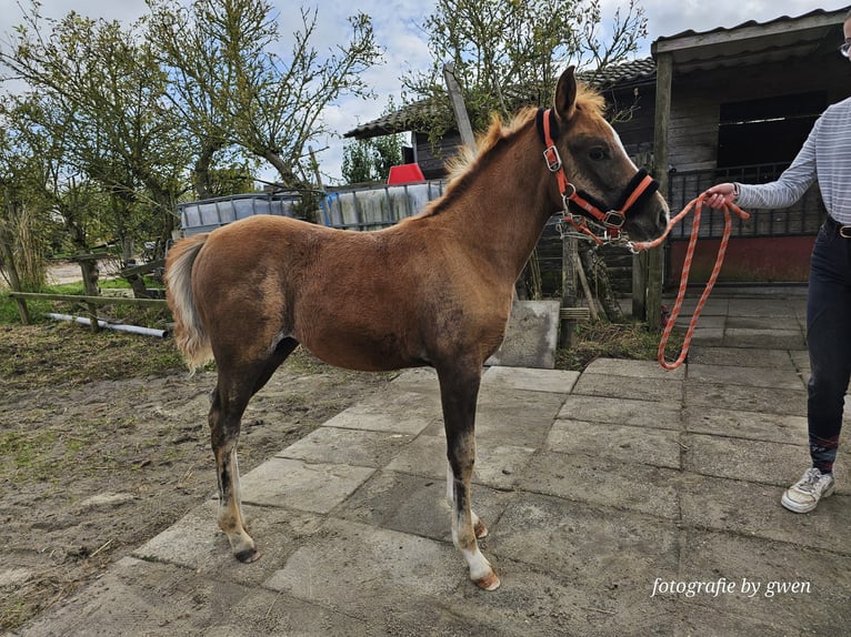 Más ponis/caballos pequeños Mestizo Yegua 1 año 112 cm in Goes