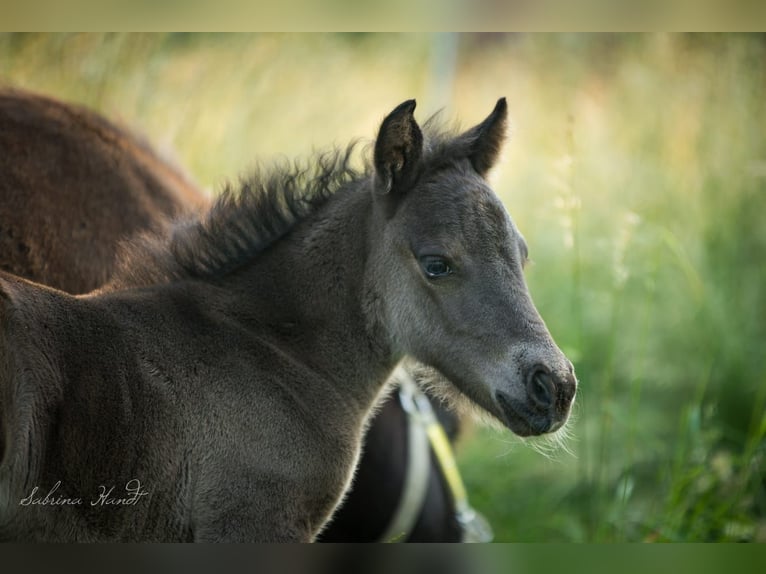 Más ponis/caballos pequeños Mestizo Yegua 1 año 135 cm Negro in Worbis