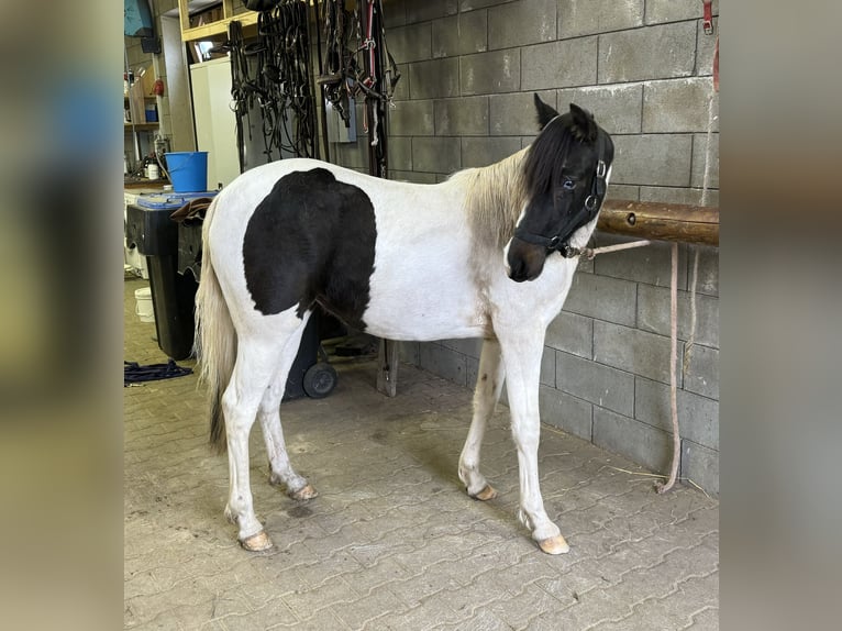 Más ponis/caballos pequeños Mestizo Yegua 1 año 135 cm Pío in Daleiden