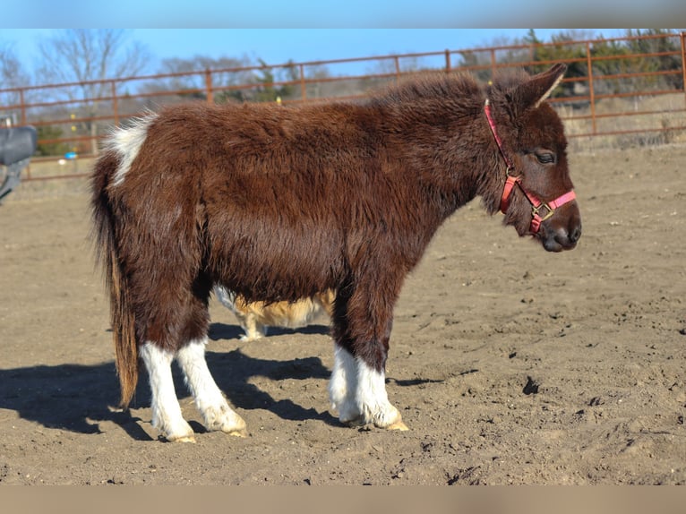 Más ponis/caballos pequeños Yegua 1 año 79 cm in Madill, OK