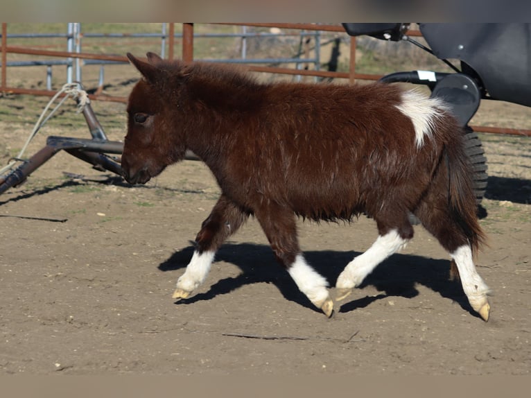 Más ponis/caballos pequeños Yegua 1 año 79 cm in Madill, OK