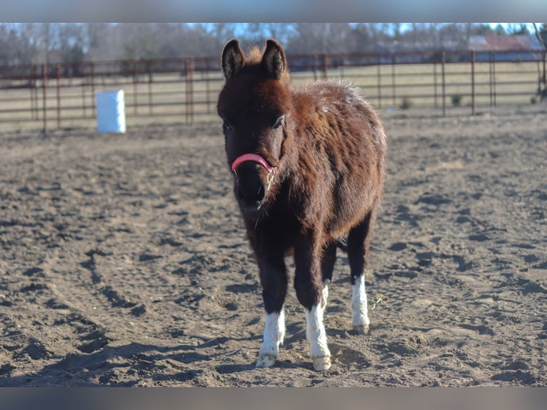 Más ponis/caballos pequeños Yegua 1 año 79 cm in Madill, OK