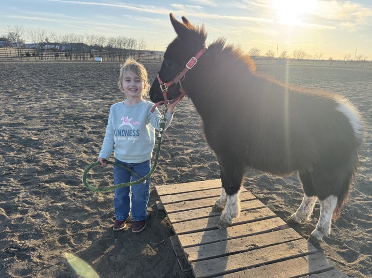 Más ponis/caballos pequeños Yegua 1 año 79 cm in Madill, OK