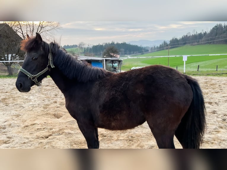 Más ponis/caballos pequeños Yegua 1 año Castaño oscuro in Pfarrkirchen i.M.