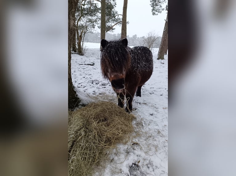 Más ponis/caballos pequeños Yegua 20 años in Kakenstorf