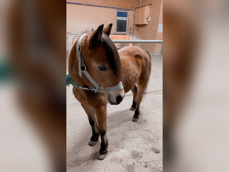 Más ponis/caballos pequeños Yegua 21 años 115 cm Castaño in Öhringen