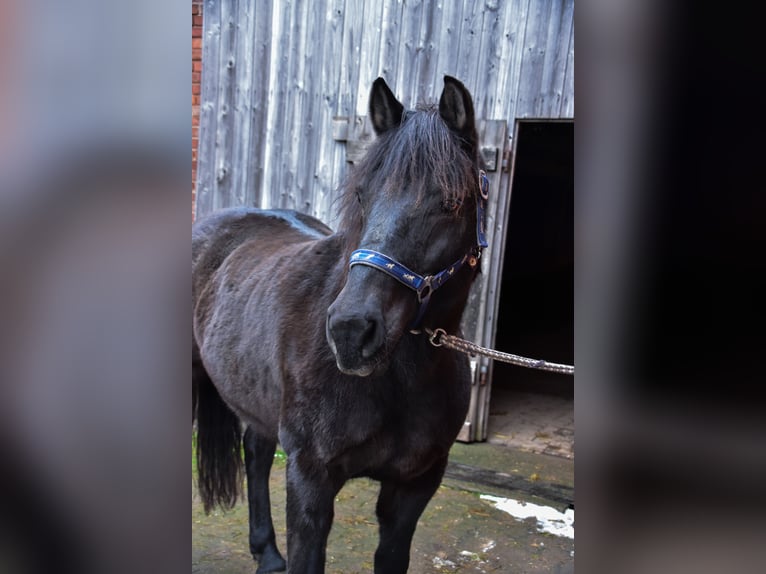 Más ponis/caballos pequeños Mestizo Yegua 21 años Negro in Duderstadt