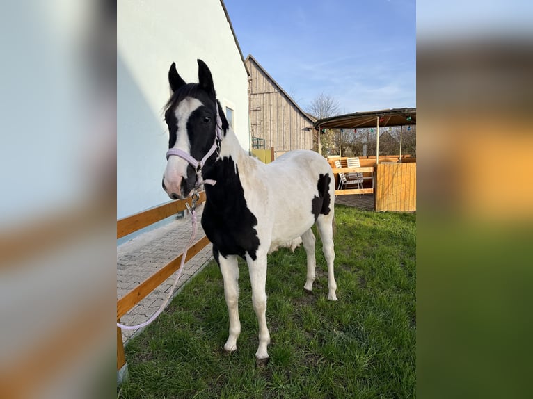 Más ponis/caballos pequeños Mestizo Yegua 2 años 150 cm Pío in Leutershausen