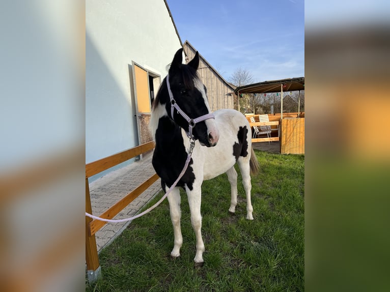 Más ponis/caballos pequeños Mestizo Yegua 2 años 150 cm Pío in Leutershausen