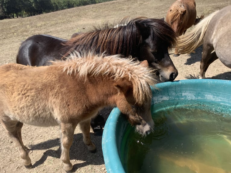 Más ponis/caballos pequeños Yegua 3 años 100 cm Alazán in Saint-Pierre