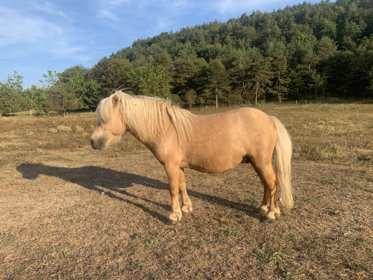 Más ponis/caballos pequeños Yegua 3 años 100 cm Alazán in Saint-Pierre