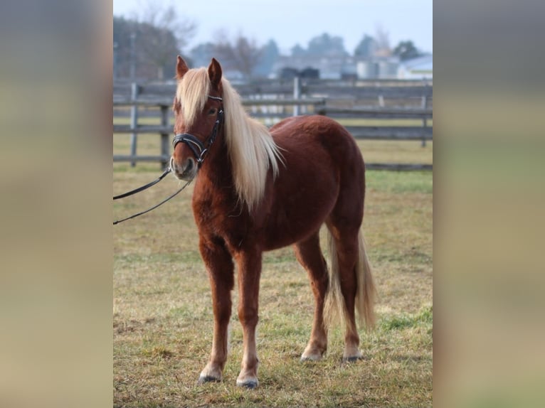 Más ponis/caballos pequeños Yegua 3 años 130 cm Alazán in Rechnitz