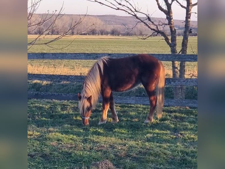 Más ponis/caballos pequeños Yegua 3 años 130 cm Alazán in Rechnitz