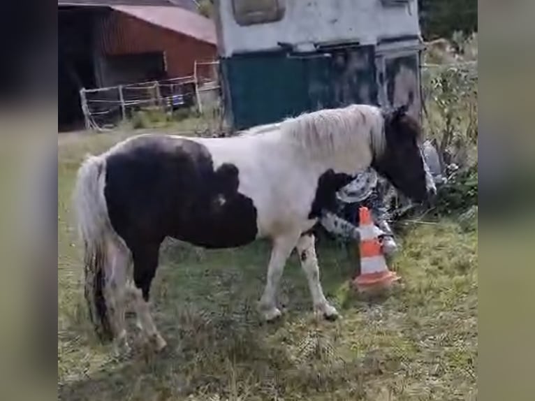 Más ponis/caballos pequeños Mestizo Yegua 3 años 130 cm Pío in Friedland