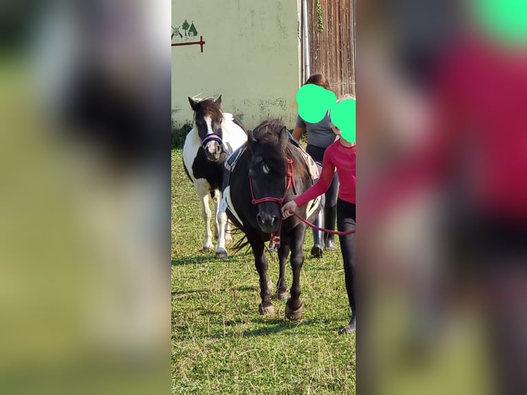 Más ponis/caballos pequeños Mestizo Yegua 3 años 130 cm Pío in Friedland