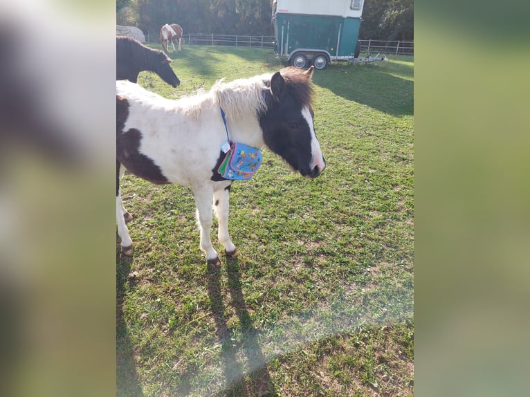 Más ponis/caballos pequeños Mestizo Yegua 3 años 130 cm Pío in Friedland