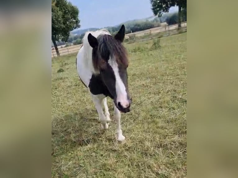 Más ponis/caballos pequeños Mestizo Yegua 3 años 130 cm Pío in Friedland