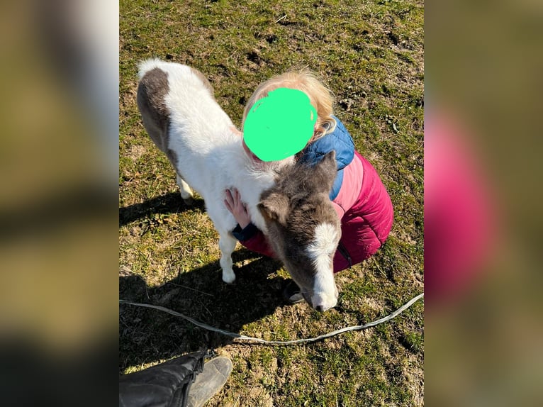 Más ponis/caballos pequeños Mestizo Yegua 3 años 130 cm Pío in Friedland