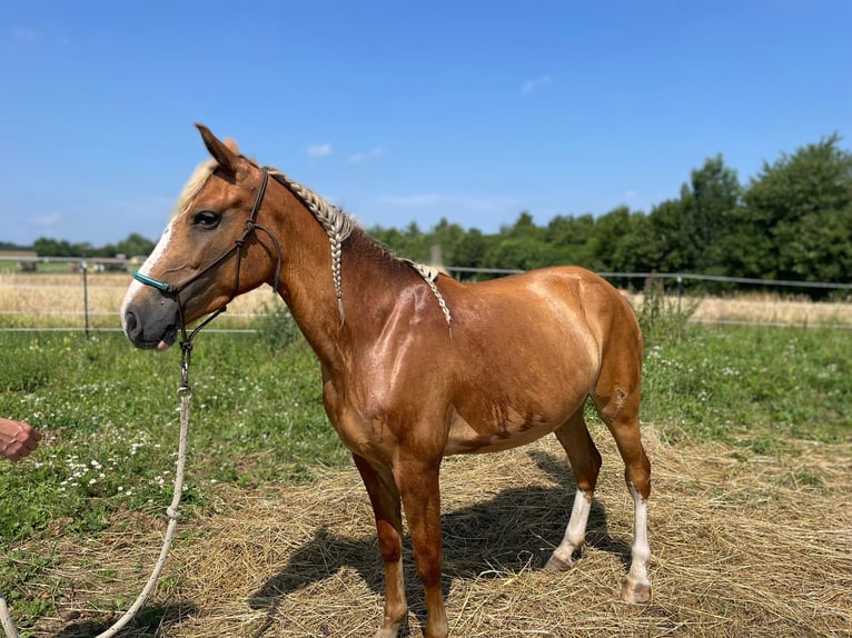 Más ponis/caballos pequeños Yegua 3 años 140 cm Alazán in Rastbach