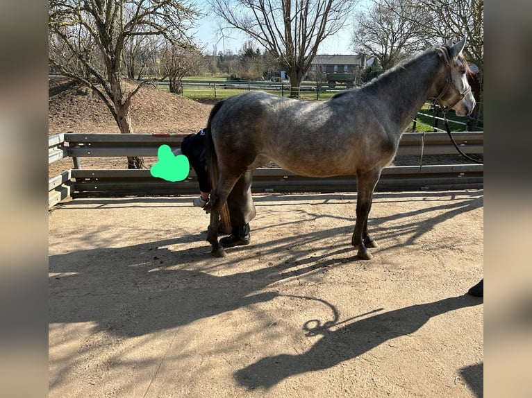 Más ponis/caballos pequeños Mestizo Yegua 3 años 145 cm Tordo in Erftstadt