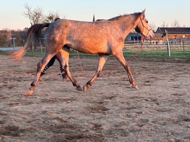 Más ponis/caballos pequeños Mestizo Yegua 3 años 145 cm Tordo in Erftstadt