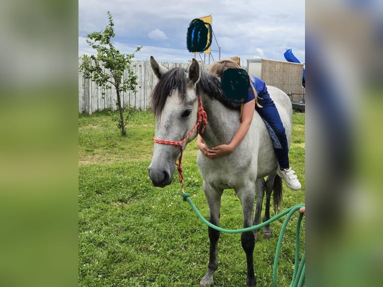 Más ponis/caballos pequeños Mestizo Yegua 3 años 145 cm Tordo in Erftstadt