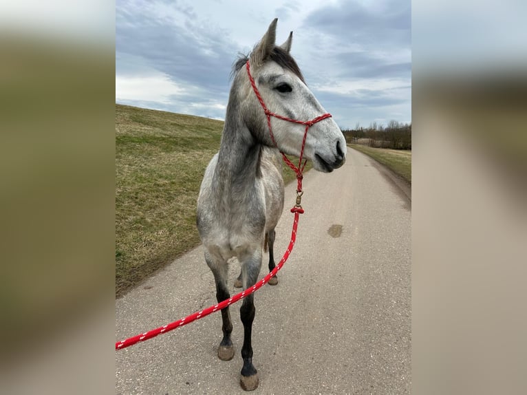 Más ponis/caballos pequeños Mestizo Yegua 3 años 145 cm Tordo in Erftstadt