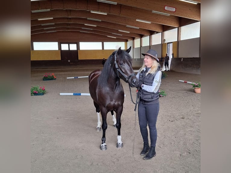 Más ponis/caballos pequeños Yegua 3 años 148 cm Negro in Scheffau am Wilden Kaiser