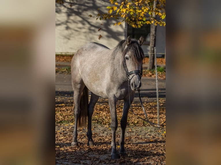 Más ponis/caballos pequeños Yegua 3 años 148 cm Tordo rodado in Schwäbisch Gmünd