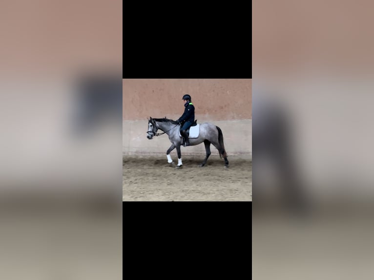 Más ponis/caballos pequeños Yegua 3 años 148 cm Tordo rodado in Schwäbisch Gmünd