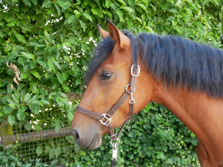 Más ponis/caballos pequeños Yegua 3 años 150 cm in Dorsten