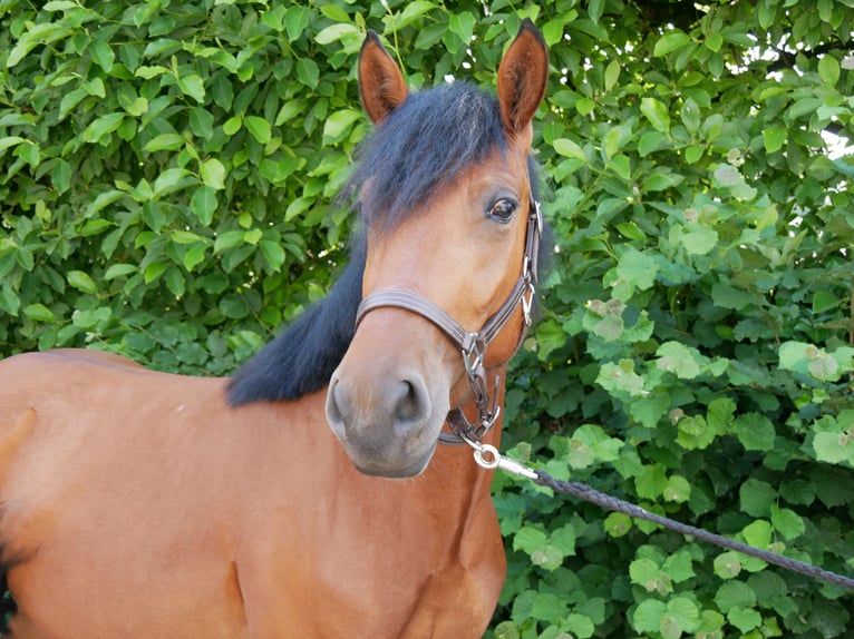 Más ponis/caballos pequeños Yegua 3 años 150 cm in Dorsten