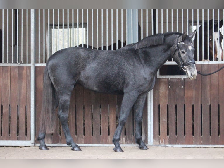 Más ponis/caballos pequeños Yegua 3 años 153 cm Tordo in Marklohe