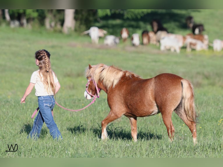Más ponis/caballos pequeños Yegua 3 años 97 cm Alazán rojizo in Carthage, TX