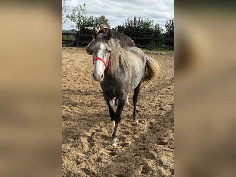 Más ponis/caballos pequeños Yegua 3 años Tordo in Daleiden