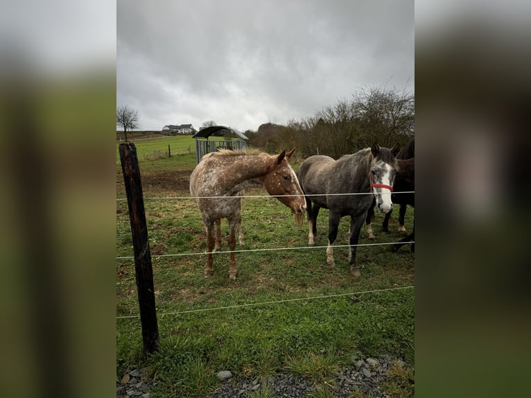 Más ponis/caballos pequeños Yegua 3 años Tordo in Daleiden