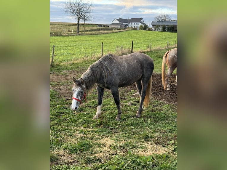 Más ponis/caballos pequeños Yegua 3 años Tordo in Daleiden