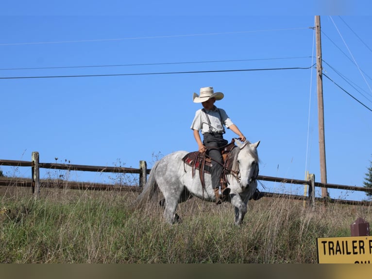 Más ponis/caballos pequeños Yegua 4 años 124 cm Tordo in Rebersburg