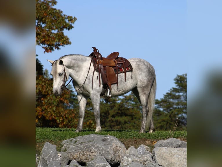 Más ponis/caballos pequeños Yegua 4 años 124 cm Tordo in Rebersburg