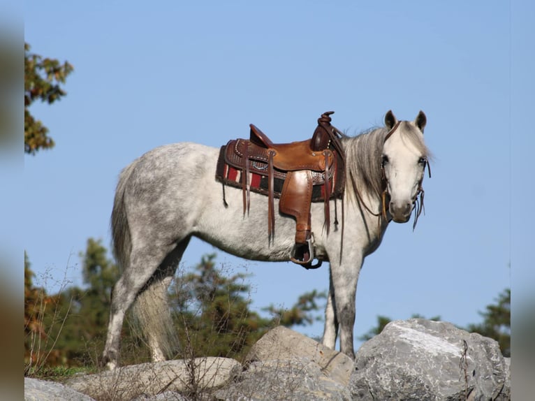 Más ponis/caballos pequeños Yegua 4 años 124 cm Tordo in Rebersburg