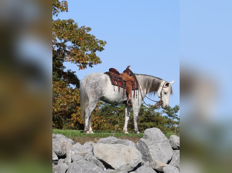 Más ponis/caballos pequeños Yegua 4 años 124 cm Tordo in Rebersburg