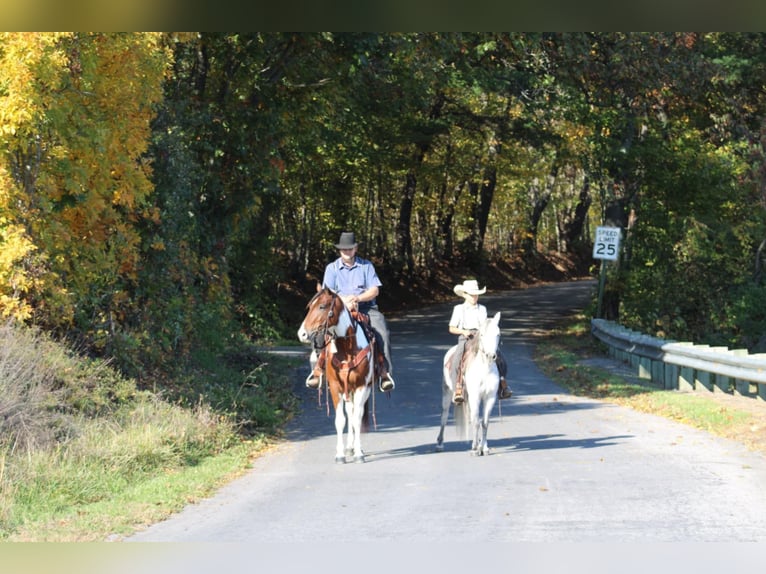 Más ponis/caballos pequeños Yegua 4 años 124 cm Tordo in Rebersburg