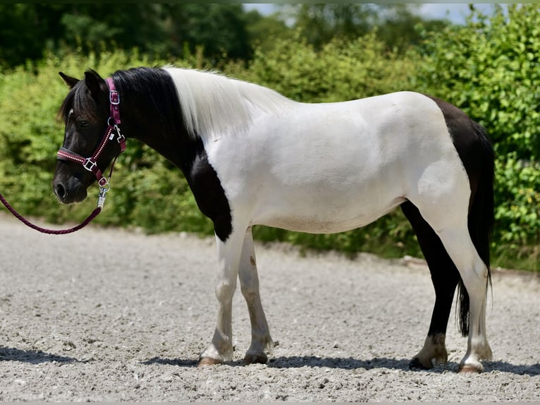 Más ponis/caballos pequeños Yegua 4 años 125 cm Pío in Neustadt (Wied)