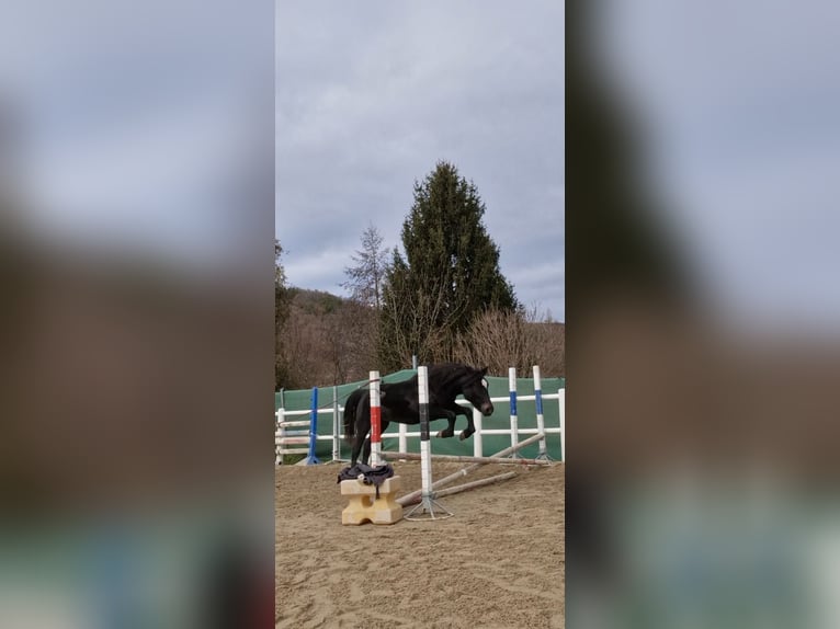 Más ponis/caballos pequeños Yegua 4 años 142 cm Negro in Strass im strassertal